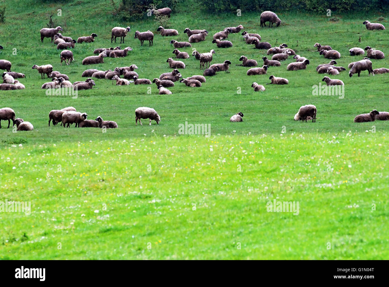 grazing sheep on fresh spring meadow near Mojtin village in Strazovske vrchy mountains Stock Photo