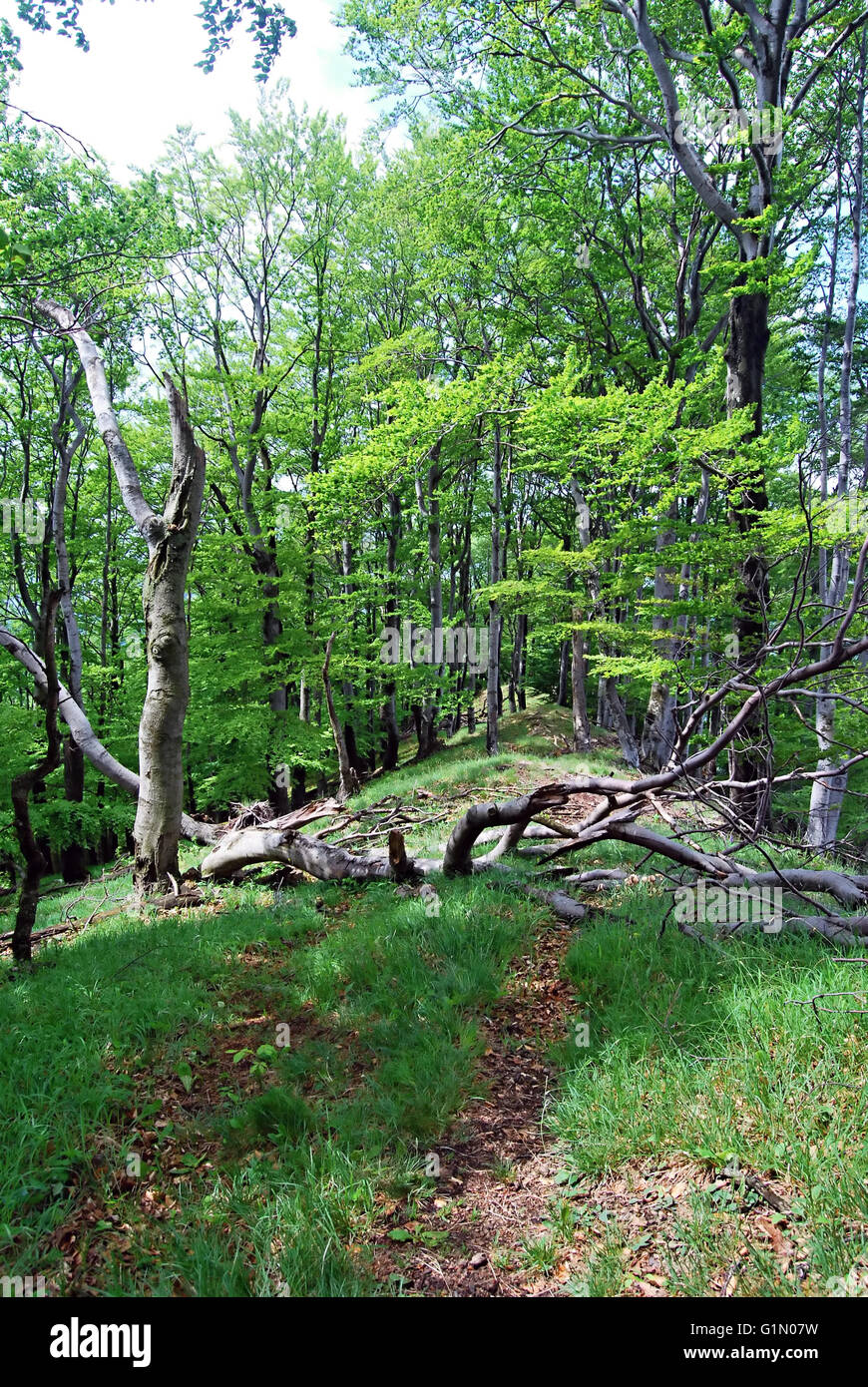 hiking trail with tree trunk across in fresh spring forest bellow Rohata skala hill in Strazovske vrchy mountains in Slovakia Stock Photo