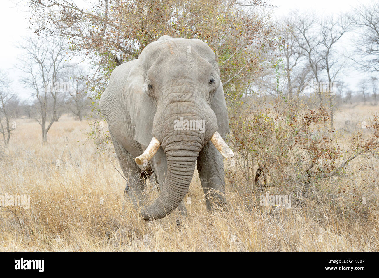 African Elephant (Loxodonta africana), feeding bull, Kruger national park, South Africa. Stock Photo