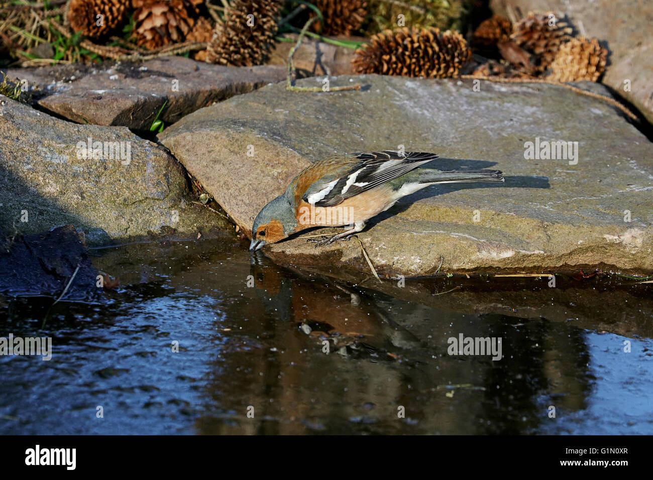 Chaffinch (Fringilla coelebs), drinking by water's edge. Stock Photo