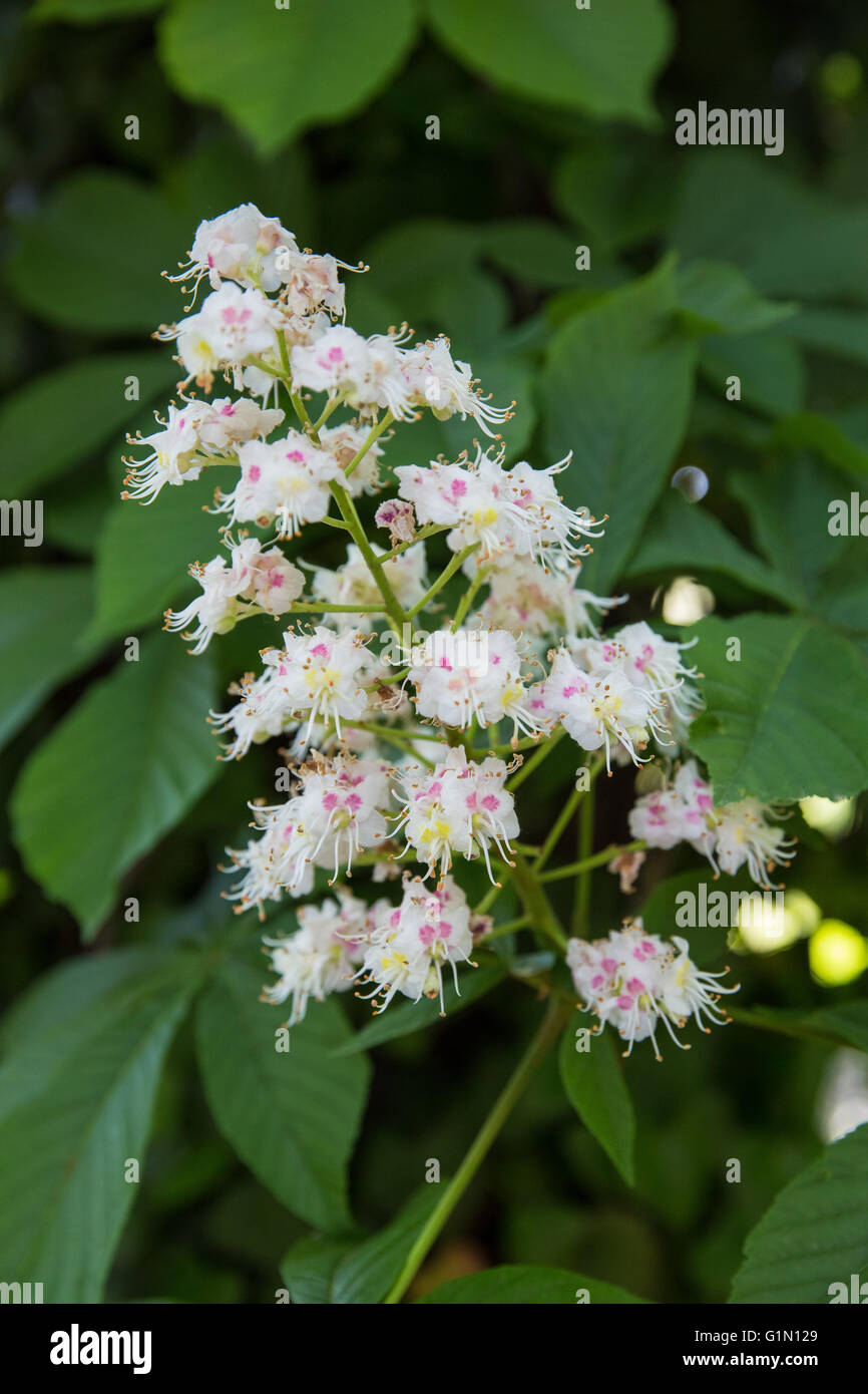 Flowering branches of chestnut tree (Aesculus hippocastanum) in spring time Stock Photo