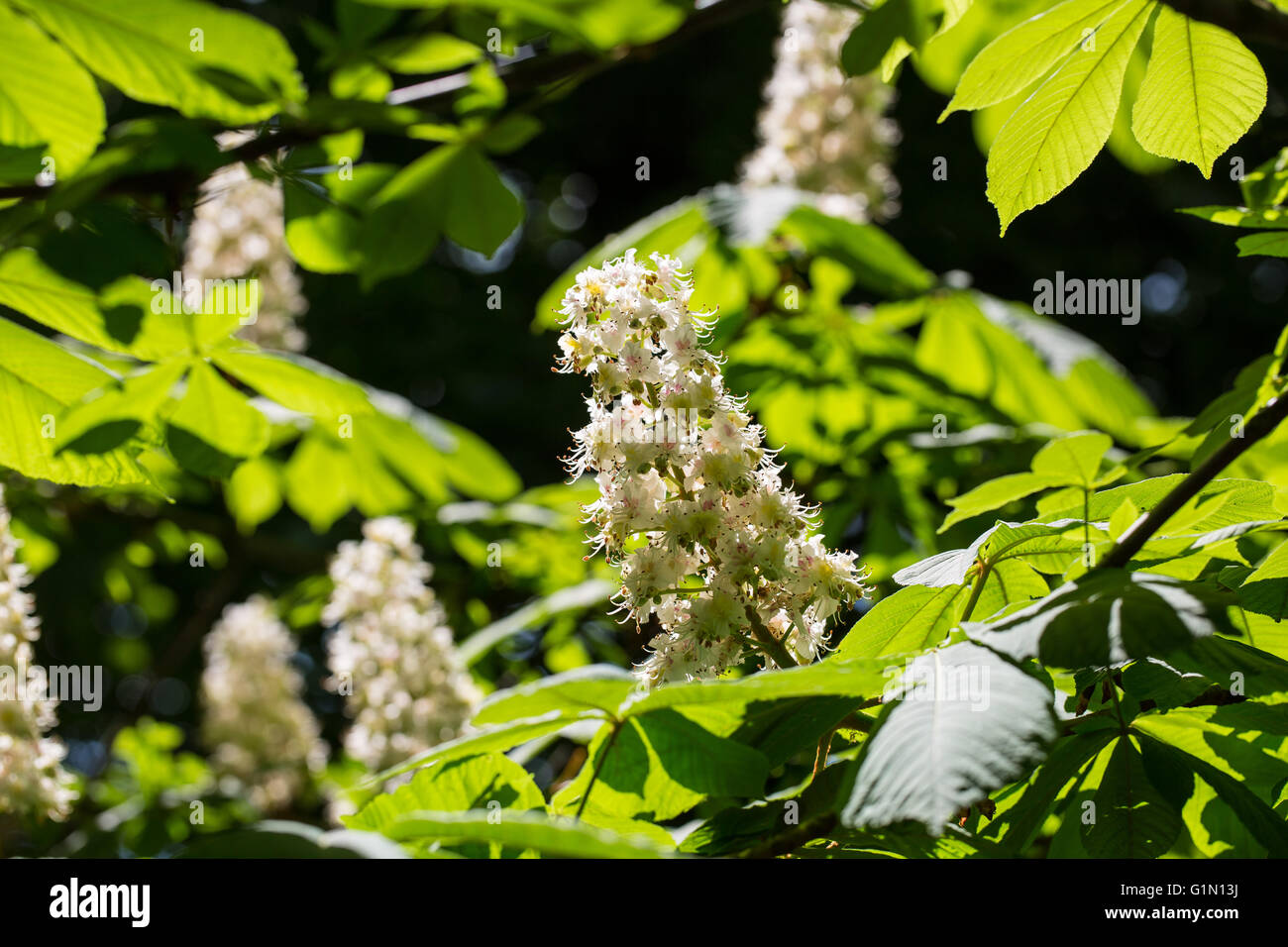 Flowering branches of chestnut tree (Aesculus hippocastanum) in spring time Stock Photo
