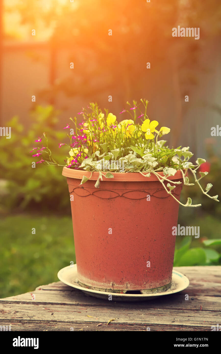garden flowers in a ceramic pot Stock Photo Alamy