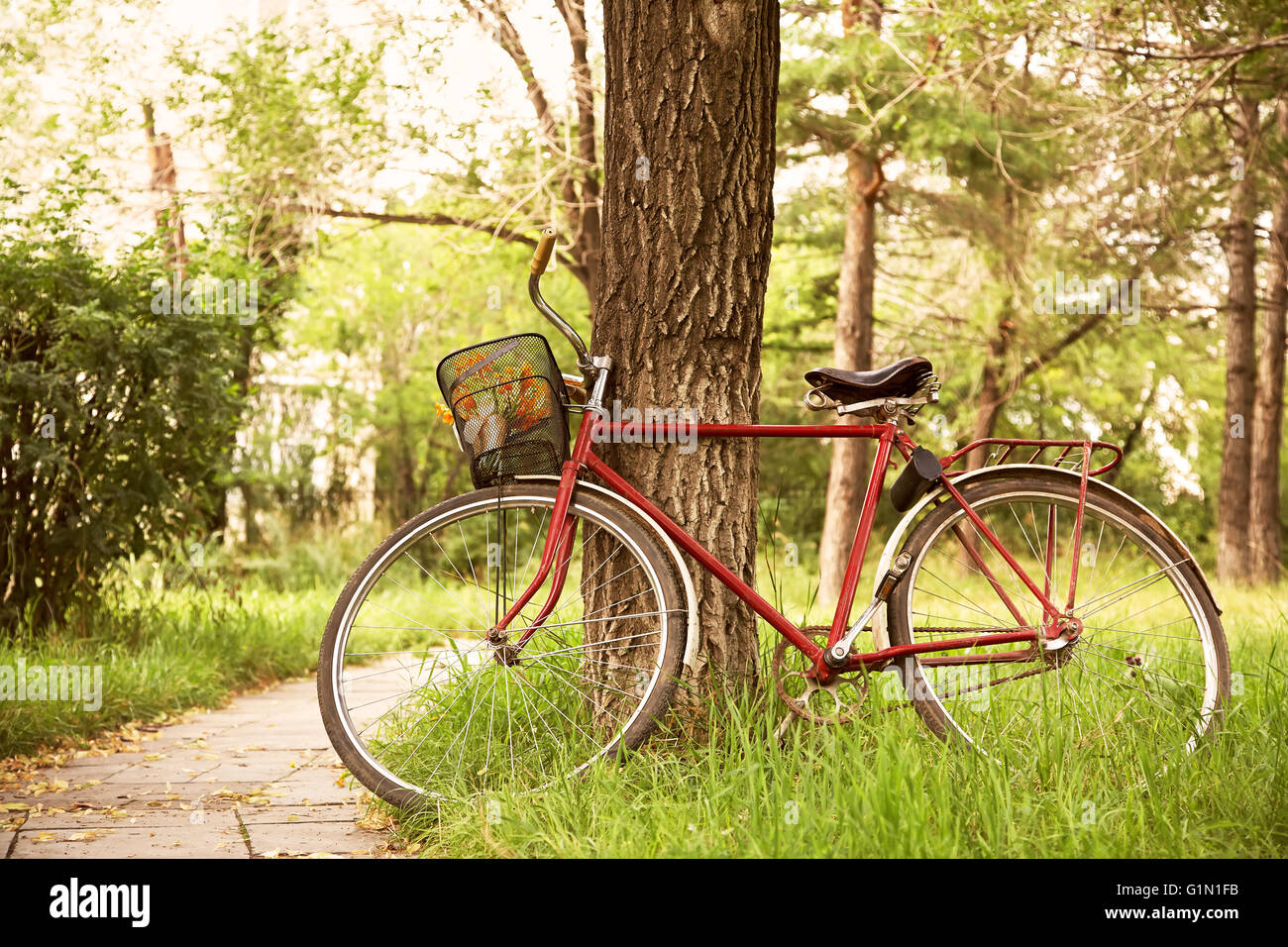 Vintage bicycle near tree Stock Photo Alamy