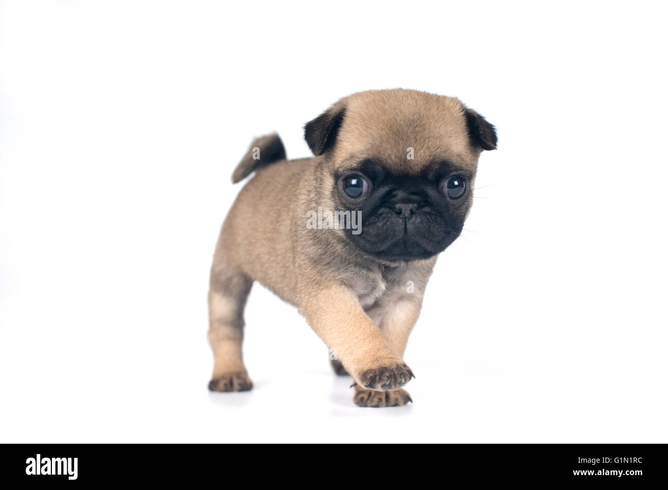 One month pug puppy beige color isolated on white Stock Photo Alamy