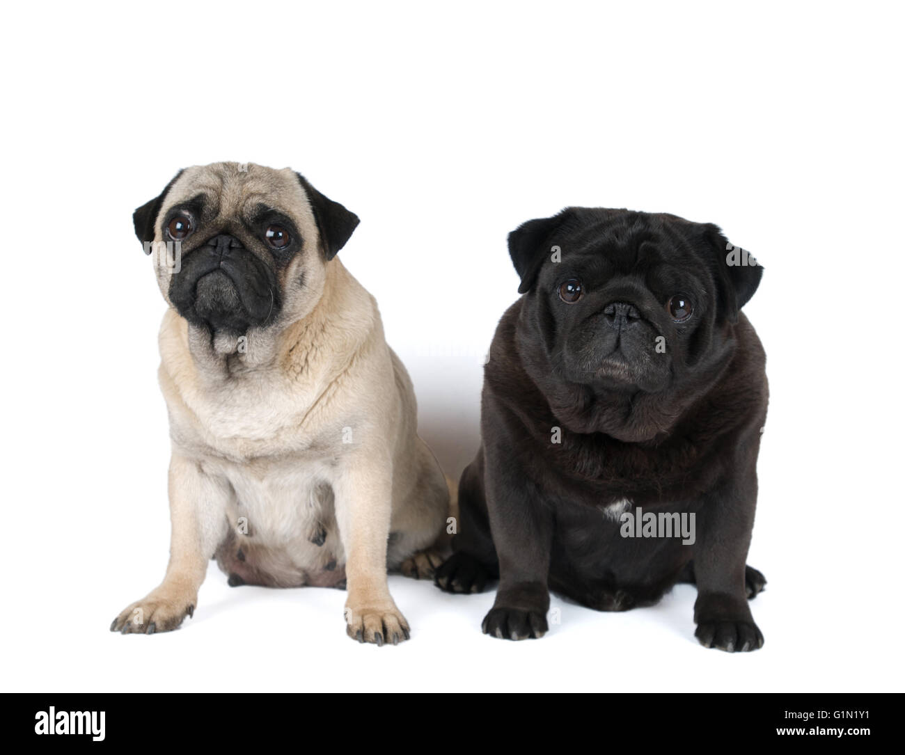 Two purebred pugs portrait isolated on white Stock Photo