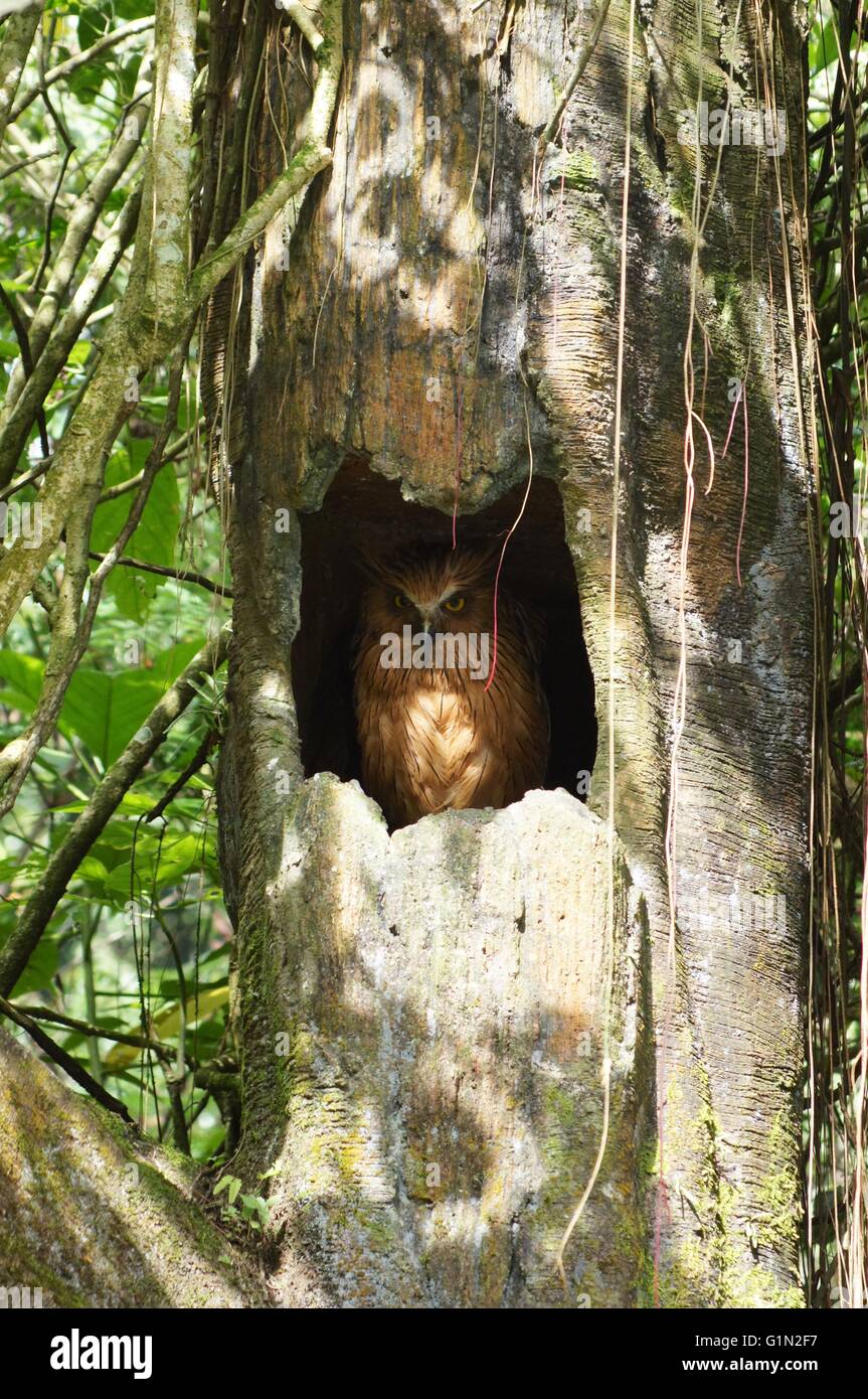 Owl hidding in the tree Stock Photo