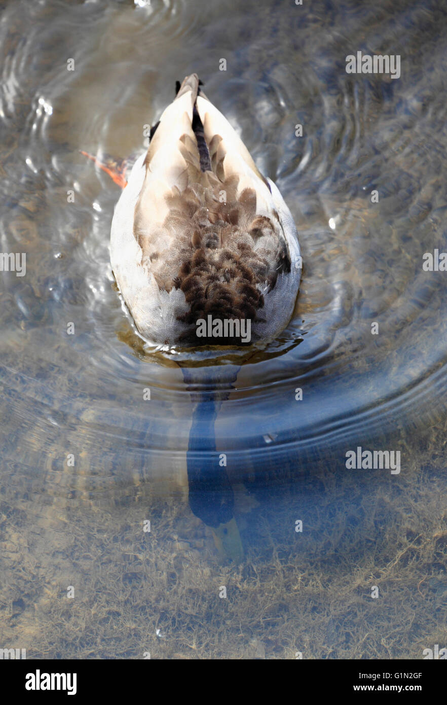 A male duck from above feeding with its head underwater. Stock Photo