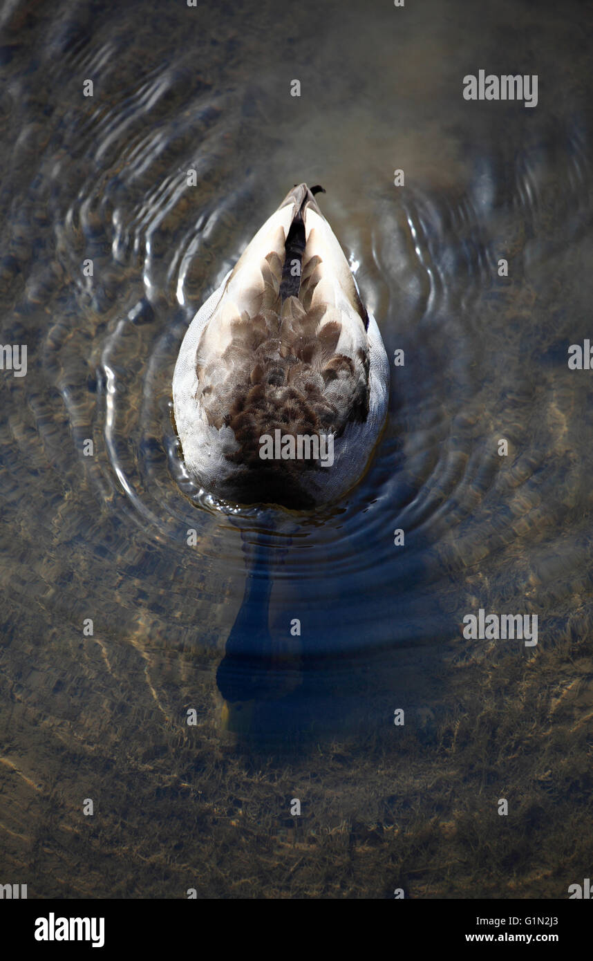 A male duck from above feeding with its head underwater. Stock Photo