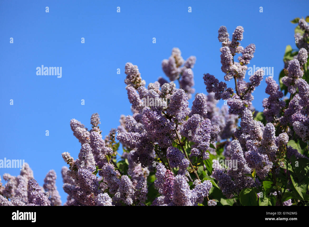 Lilac tree in bloom Stock Photo Alamy