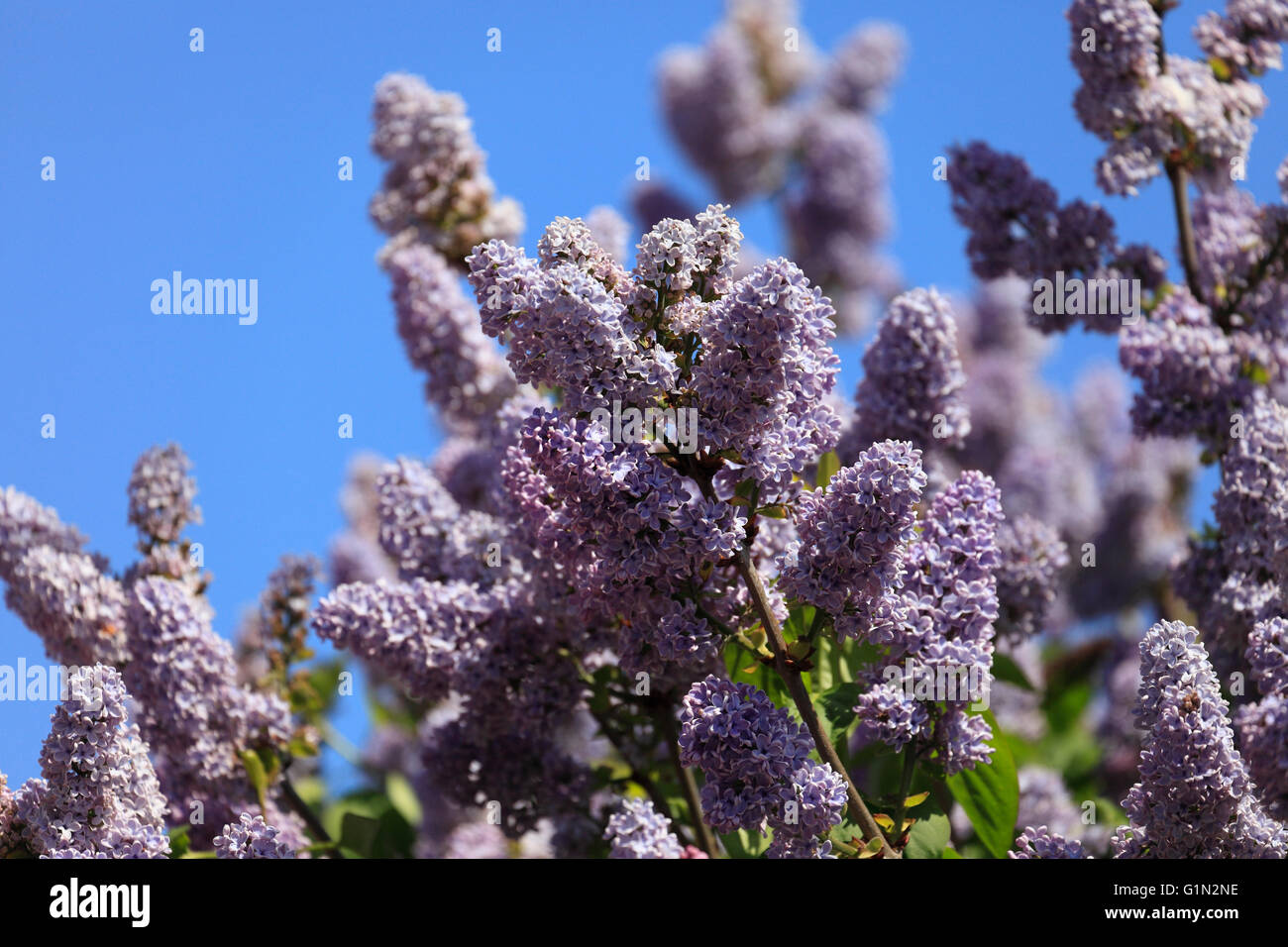 Lilac tree in bloom. Stock Photo