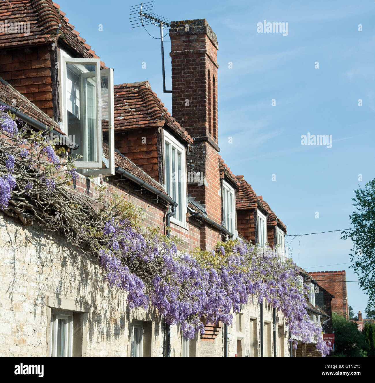 Wisteria covering the front of houses in Dorchester on Thames
