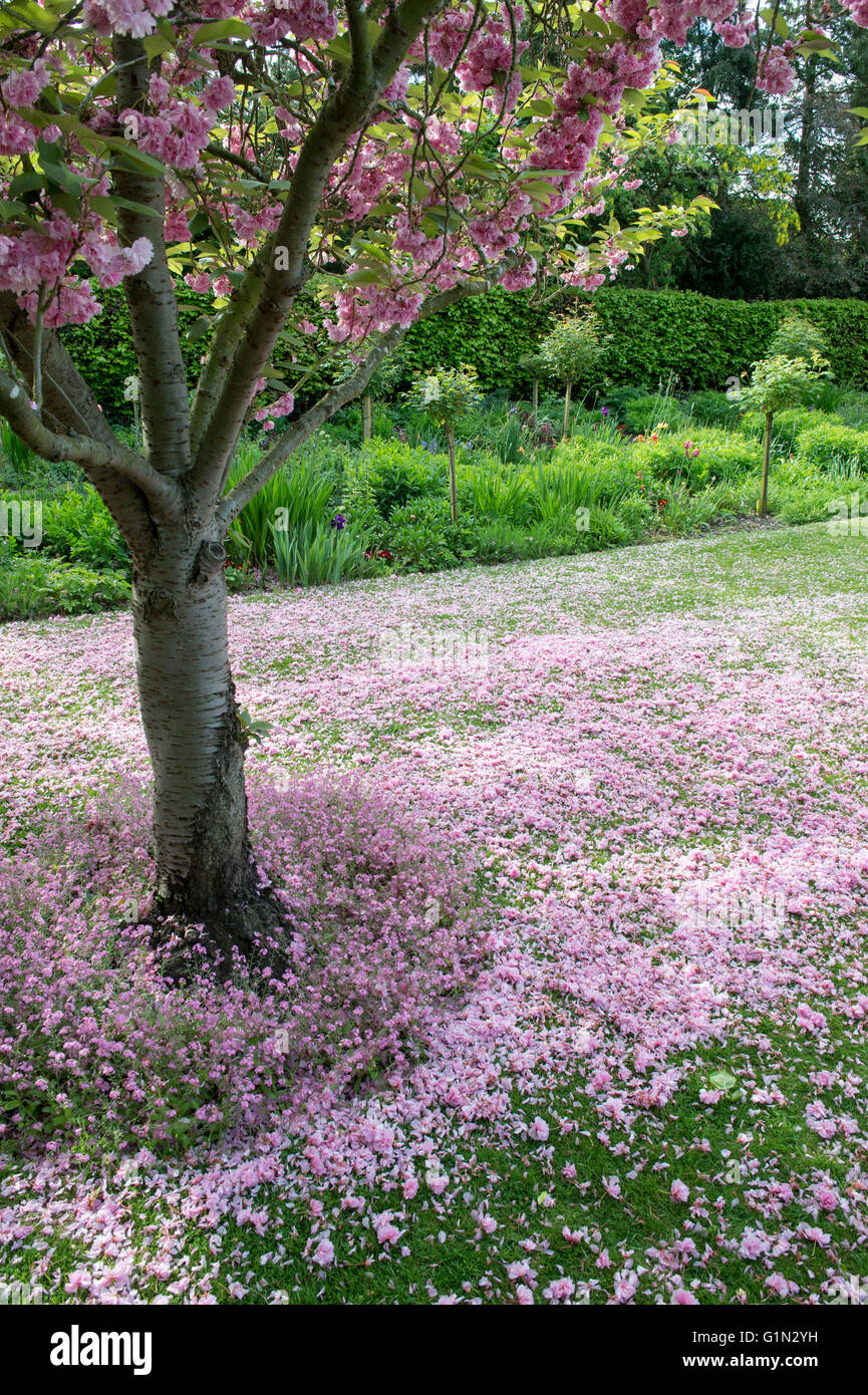 Fallen pink cherry tree blossom in the gardens of Halls Croft