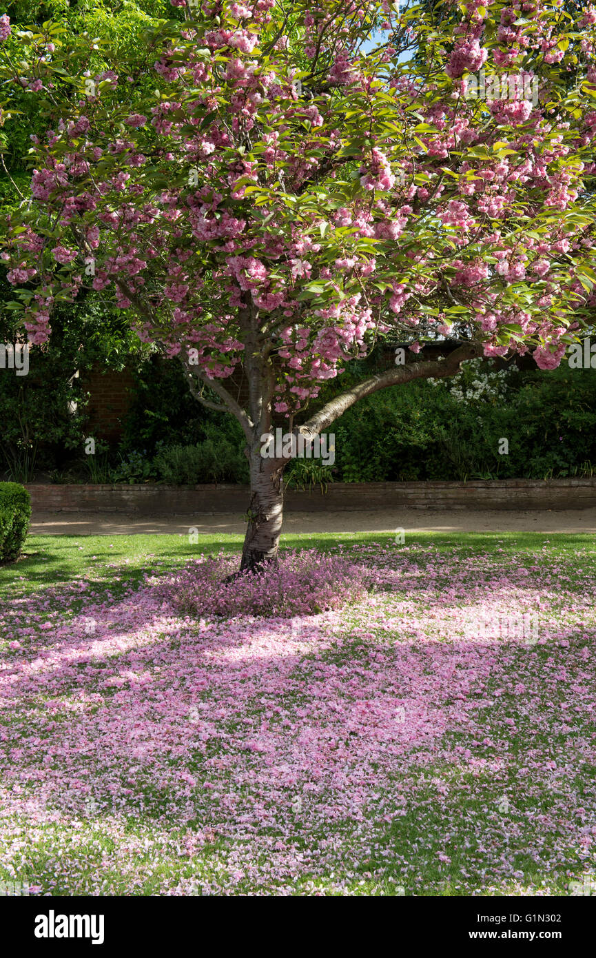 Fallen pink cherry tree blossom in the gardens of Halls Croft