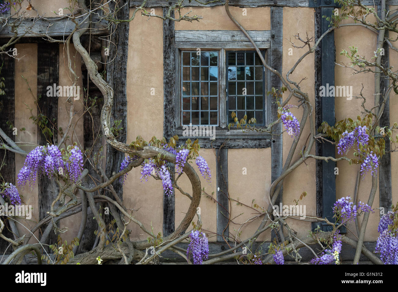 Wisteria in front of Halls croft. Stratford Upon Avon, Warwickshire, England Stock Photo