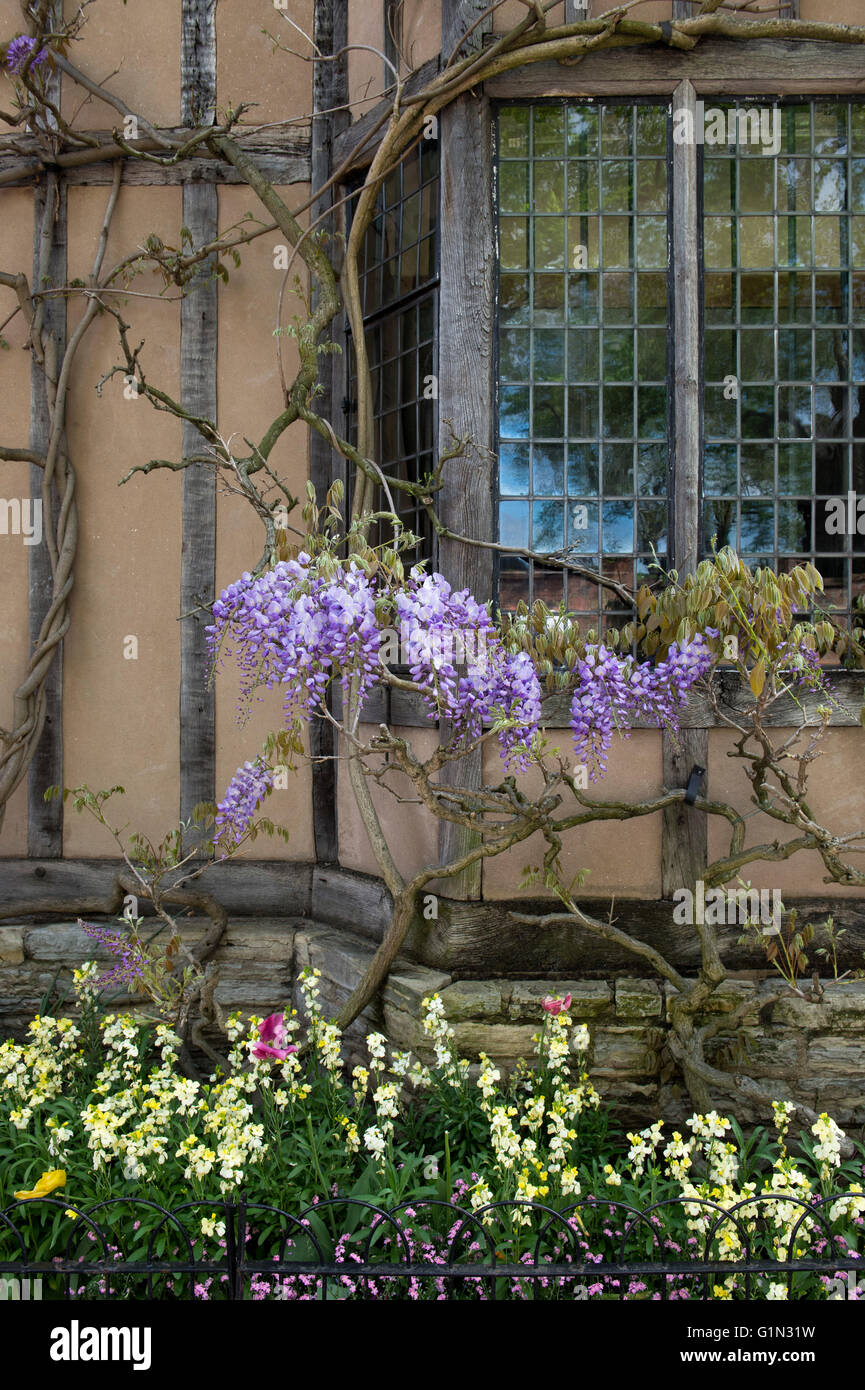 Wisteria in front of Halls croft. Stratford Upon Avon, Warwickshire, England Stock Photo