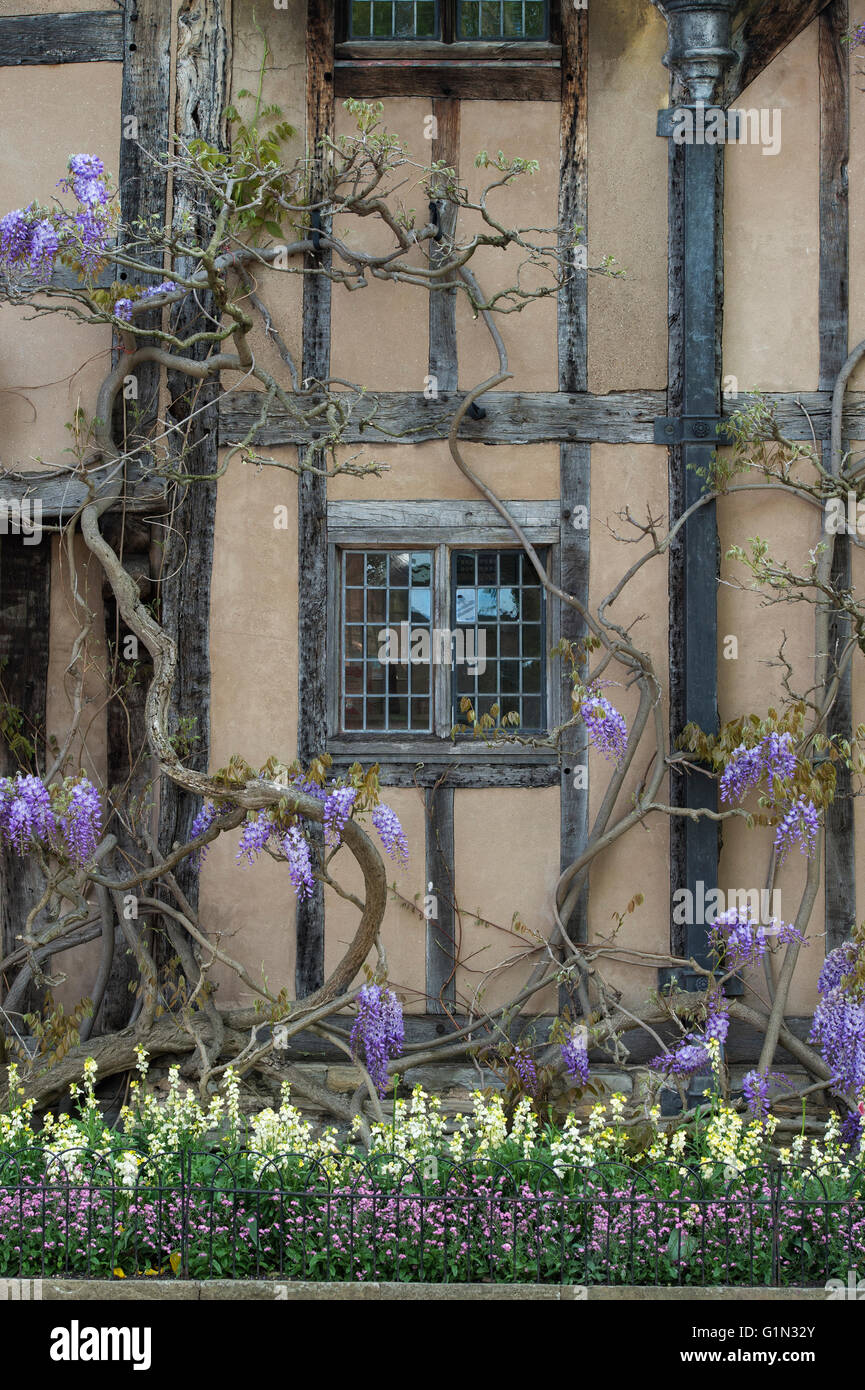 Wisteria in front of Halls croft. Stratford Upon Avon, Warwickshire, England Stock Photo