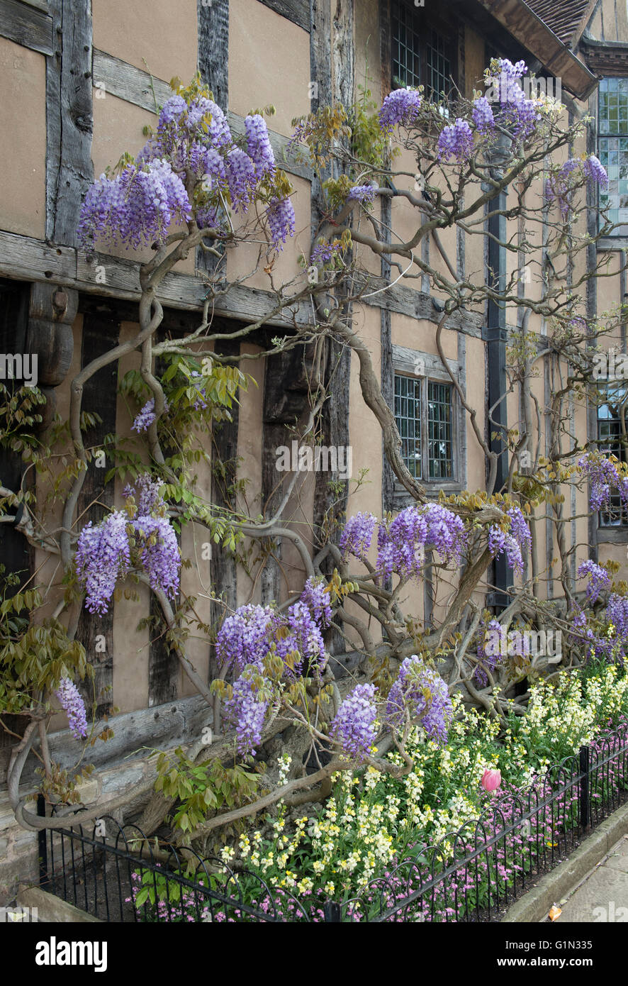 Wisteria in front of Halls croft. Stratford Upon Avon, Warwickshire, England Stock Photo