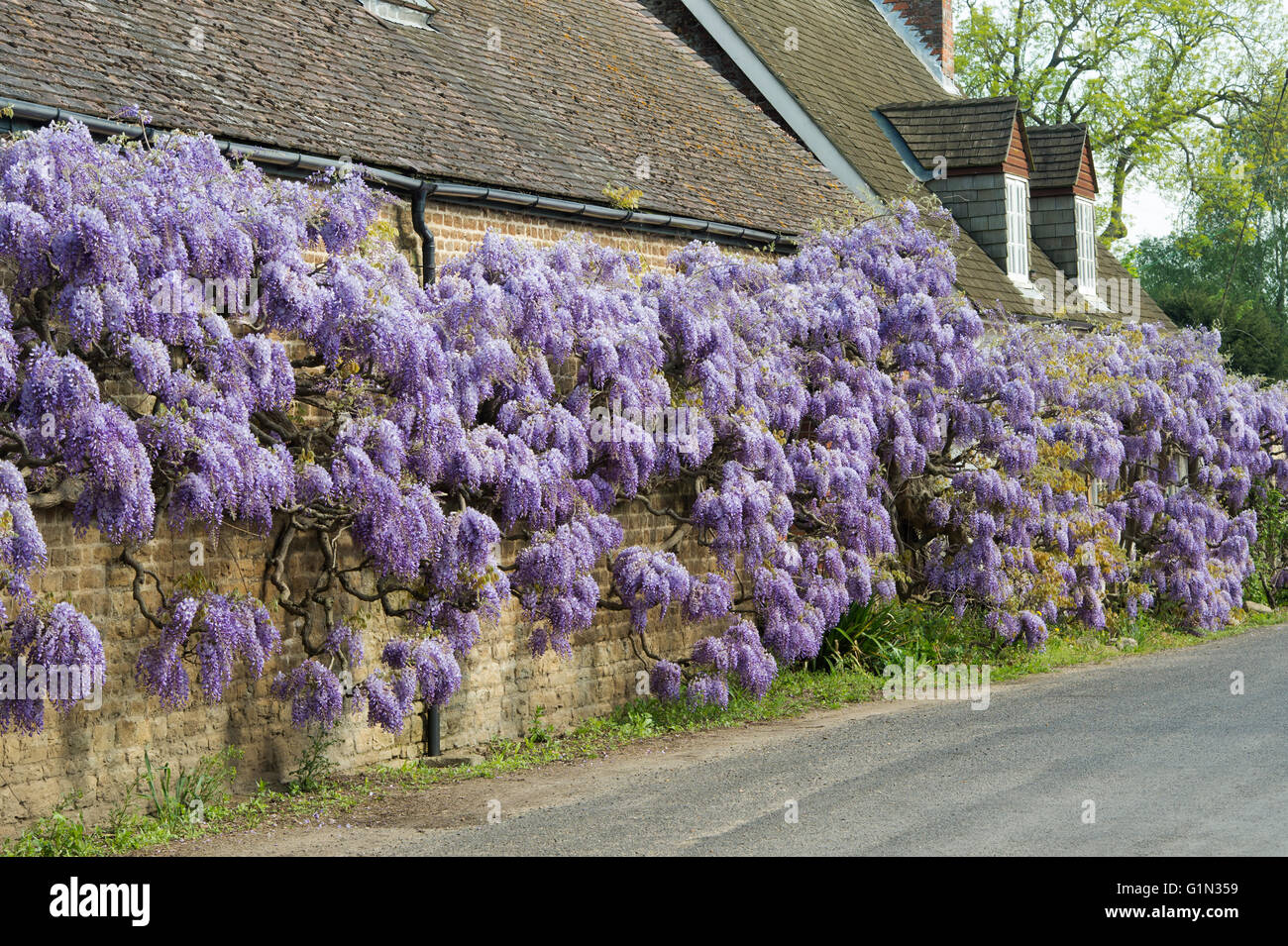Wisteria covering the front of Wisteria cottage in Shillingford, Oxfordshire, England Stock Photo