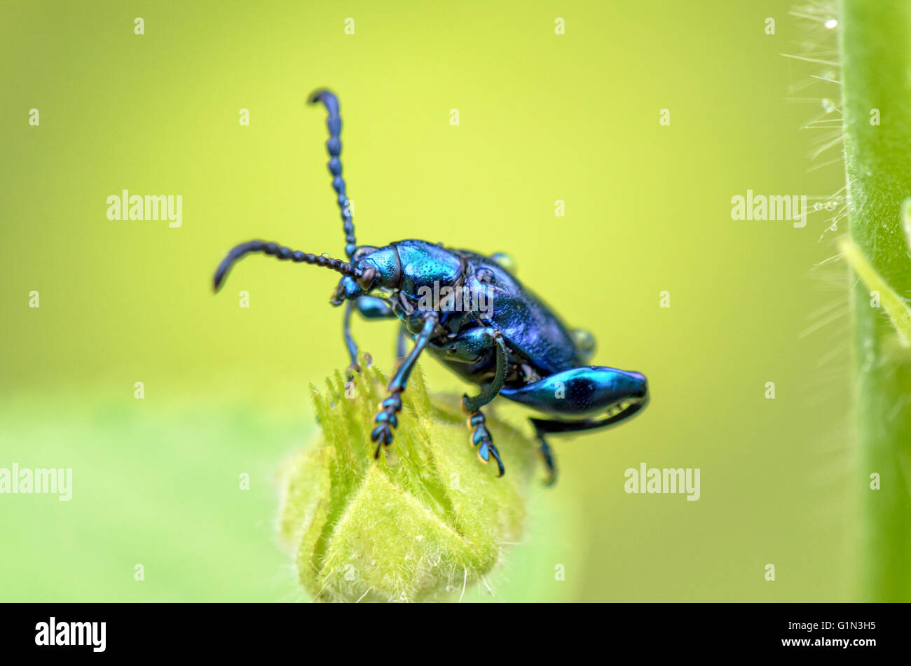 Close up Chrysolina coerulans beetle with shiny metallic blue on grass flower Stock Photo