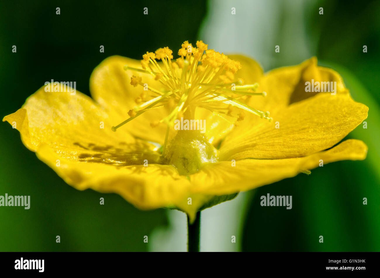 Close up small yellow pollen on flowers of Abutilon indicum or Indian abutilon in Thailand Stock Photo