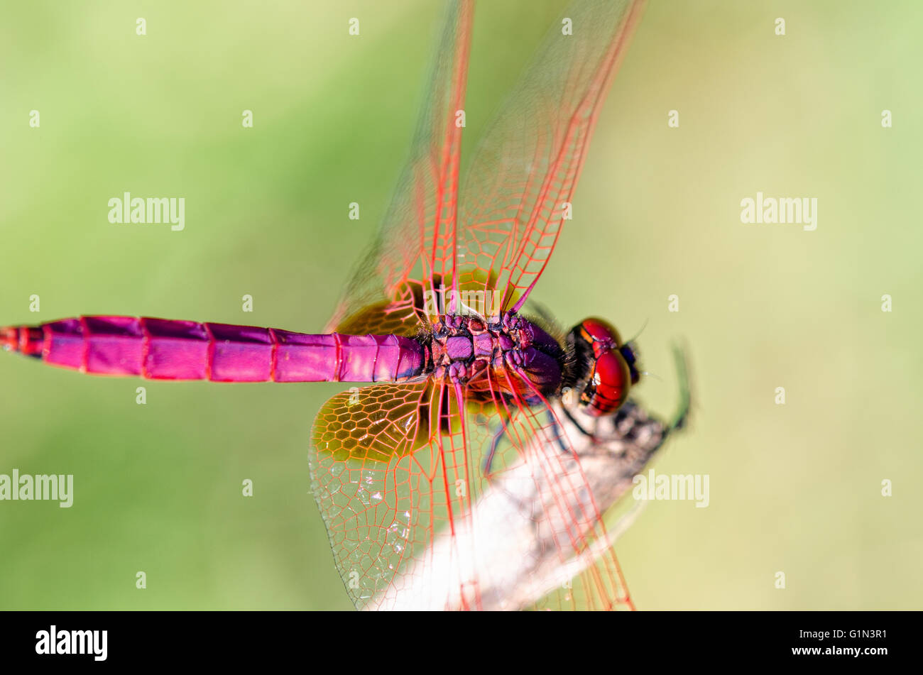 Trithemis Aurora or Crimson Marsh Glider ( male) Close up dragonfly red purple perched at the end of the branches Stock Photo
