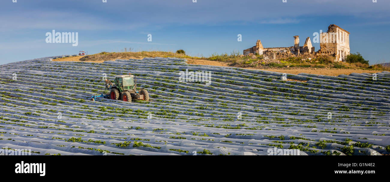 near Churriana, Malaga Province, Andalusia, southern Spain.  Agriculture.  Tractor working amongst polythene tunnels. Stock Photo