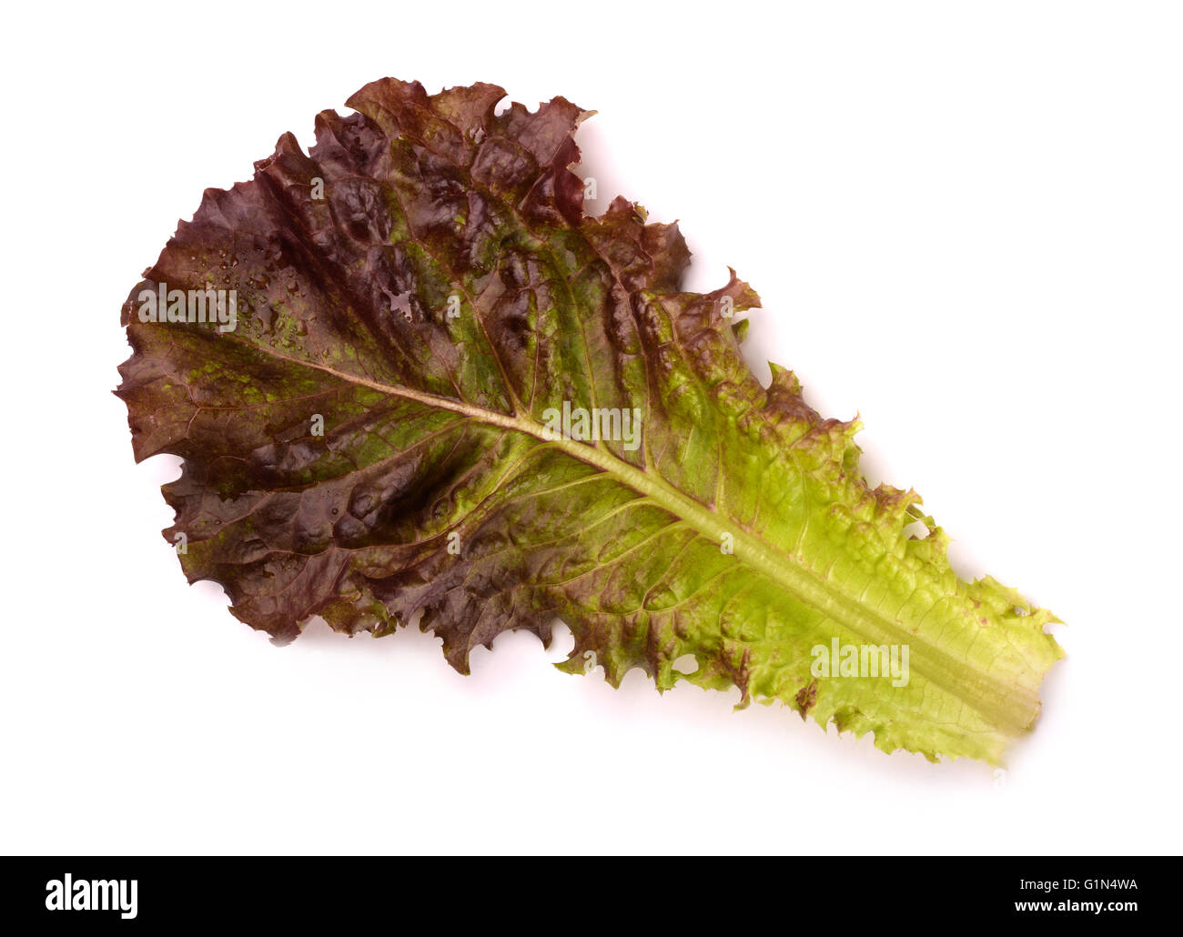 Single lettuce leaf isolared on white Stock Photo