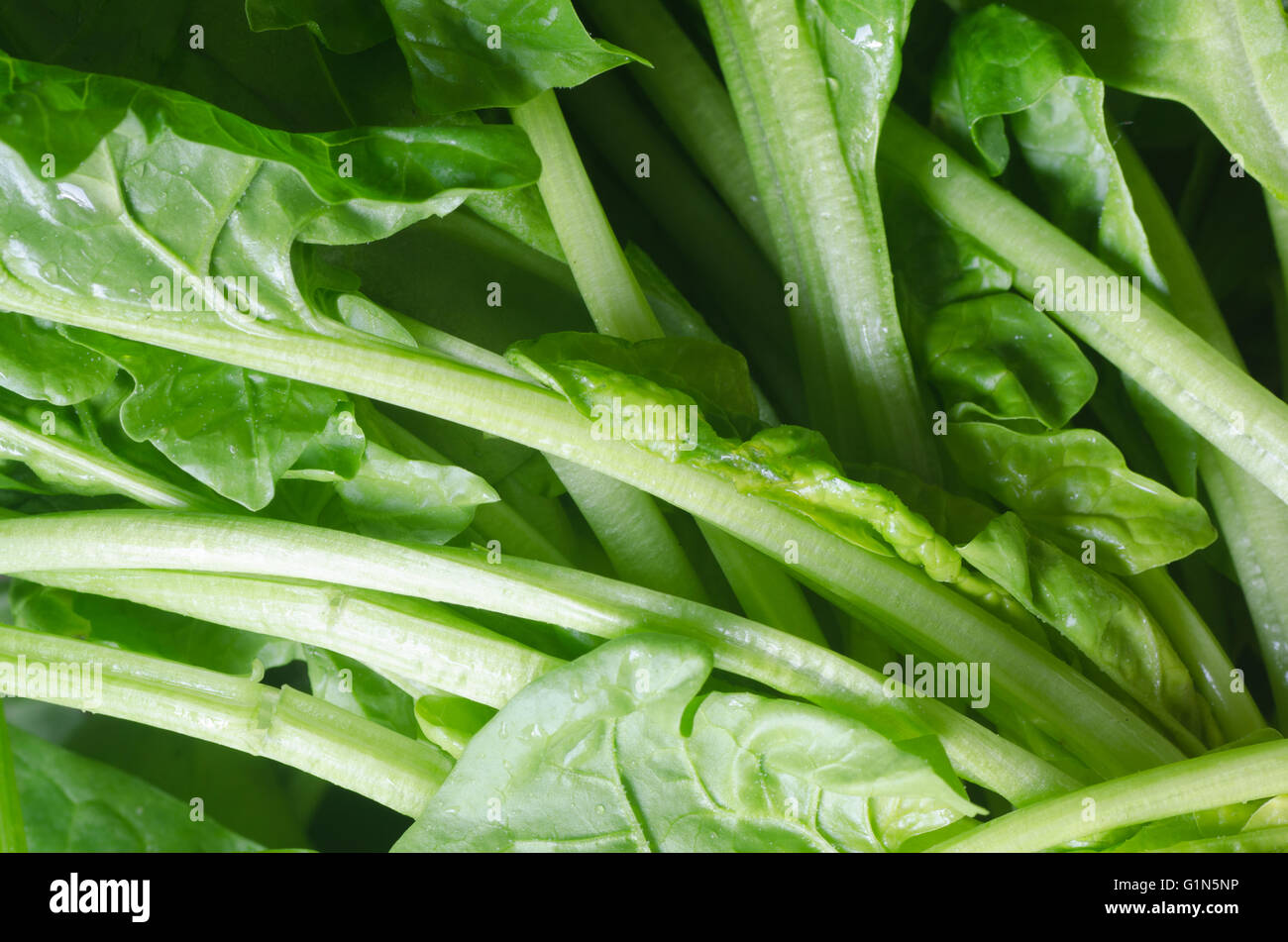 closeup to fresh green spinach leaves Stock Photo - Alamy