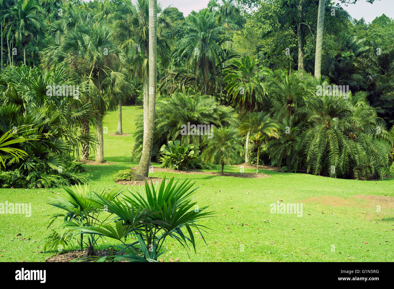 fresh tropical landscape from famous Singapore Botanical garden Stock Photo