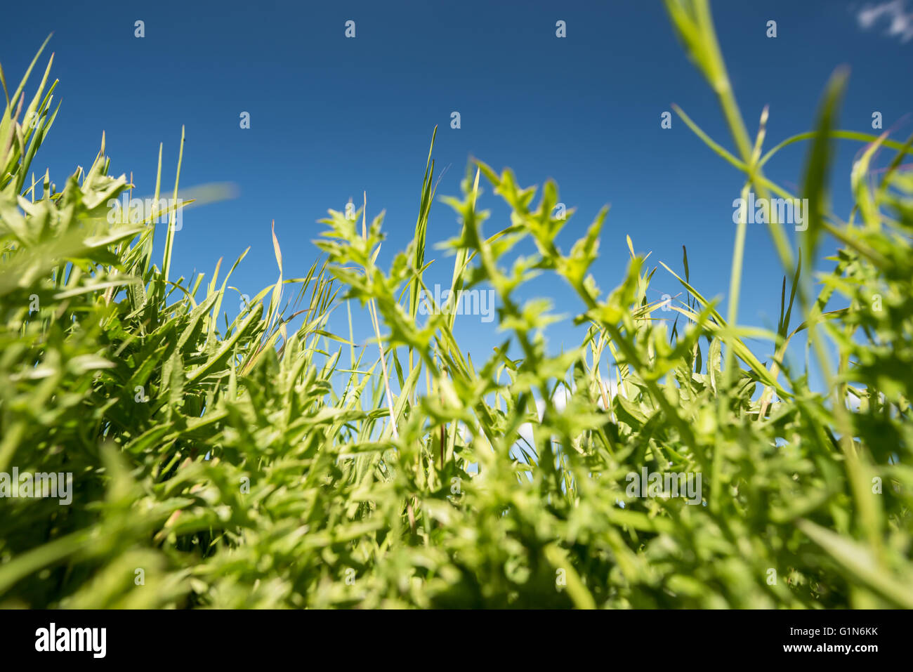 green field and blue sky Stock Photo - Alamy