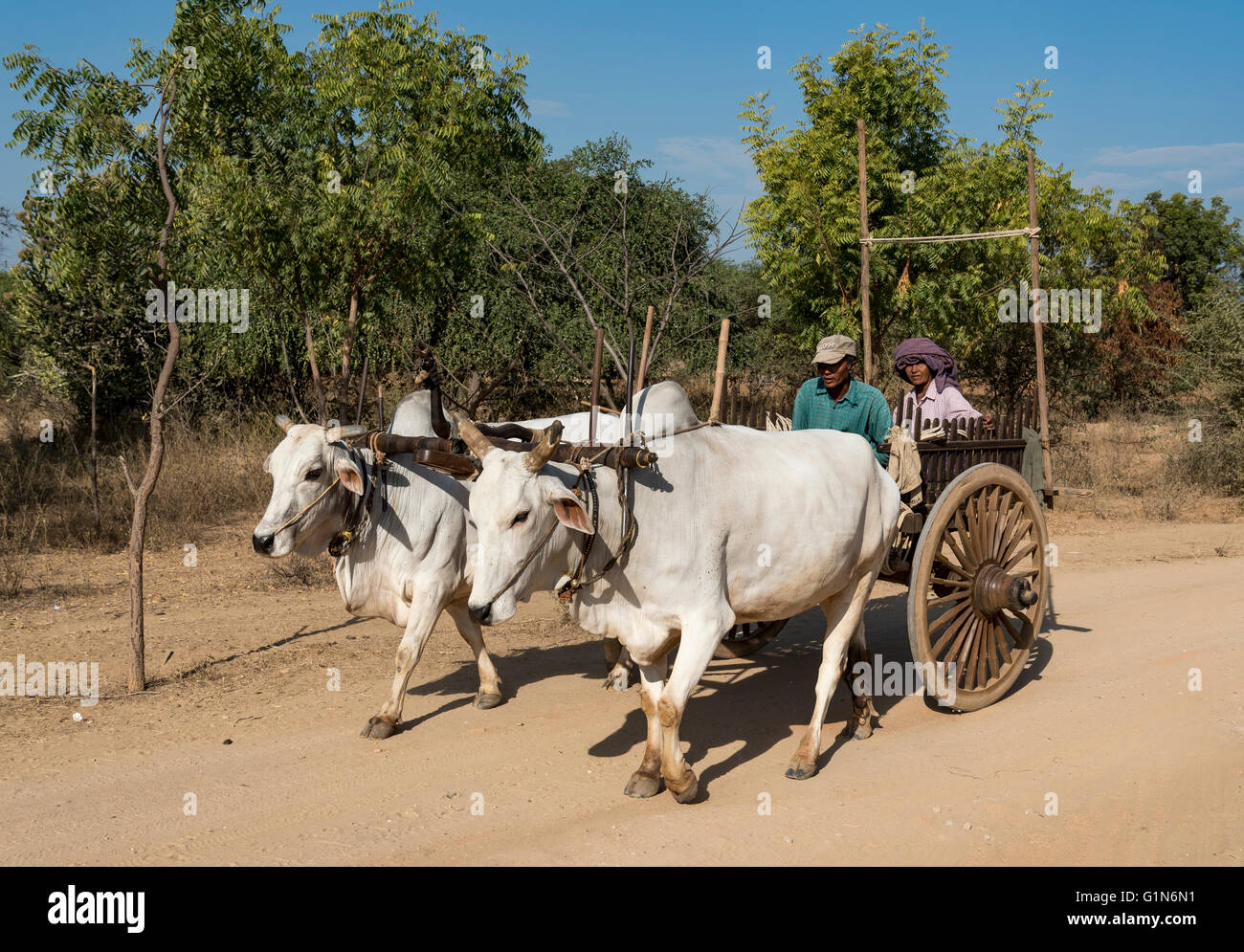 Bullock cart on a dirt road in Bagan, Burma Myanmar Stock Photo Alamy