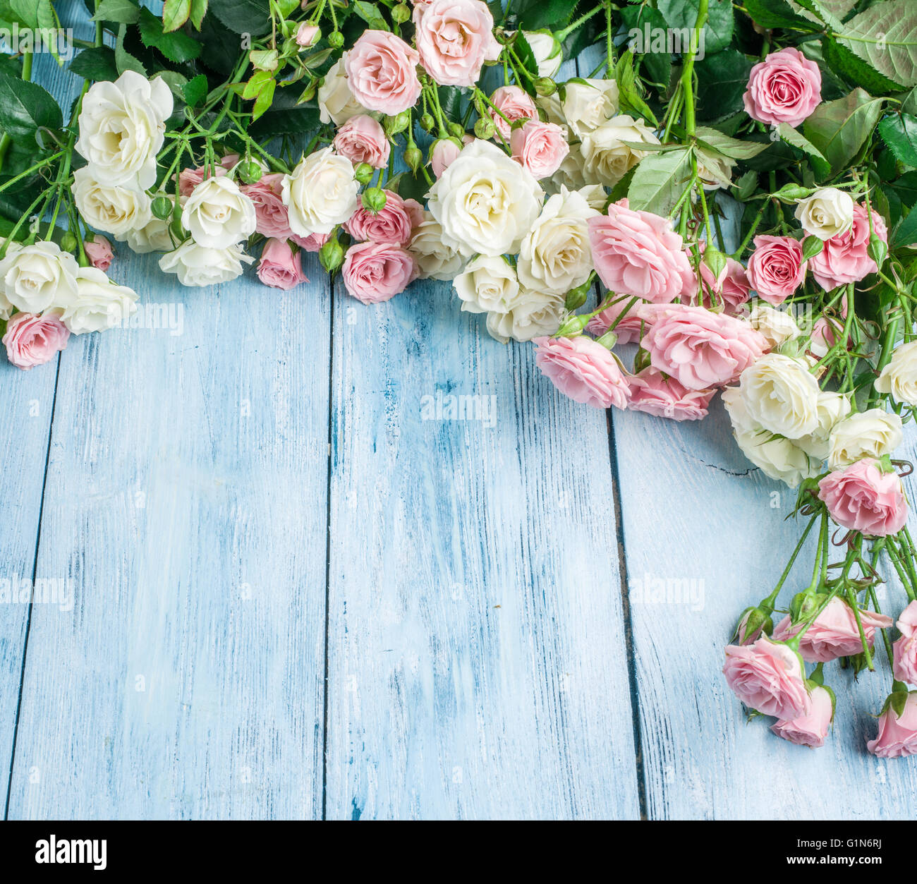 Delicate fresh roses on the blue wooden background. Stock Photo