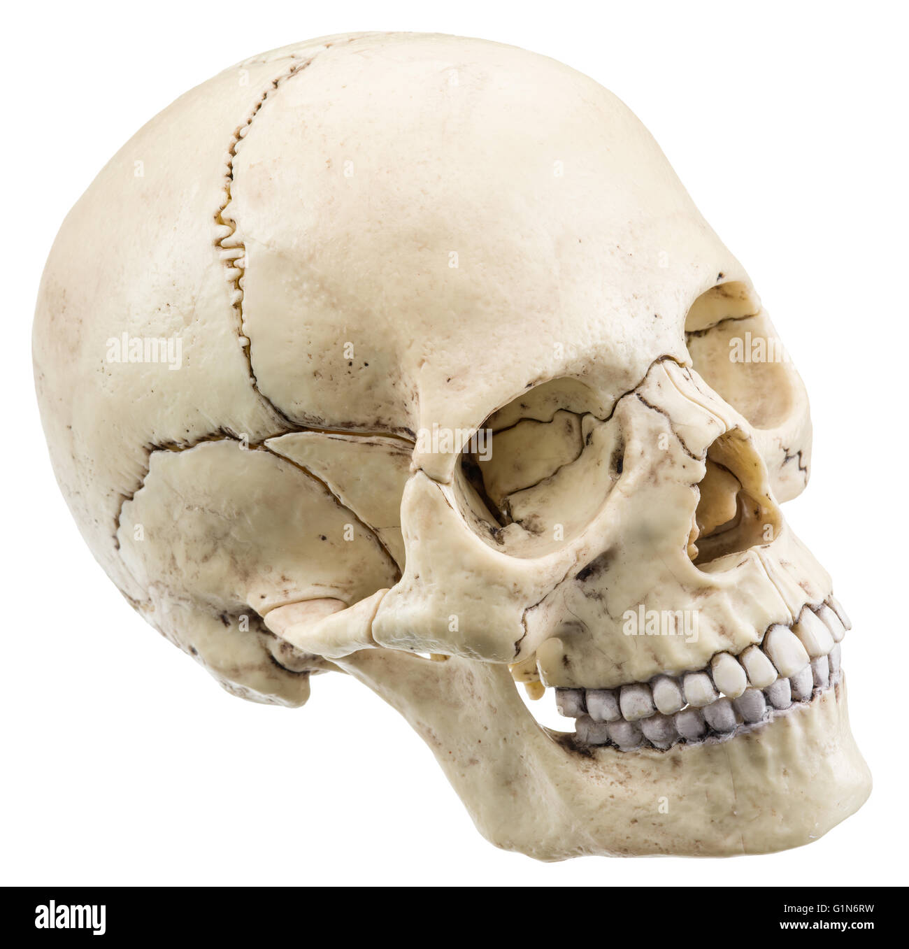 Skull model isolated on a white background. File contains clipping paths. Stock Photo