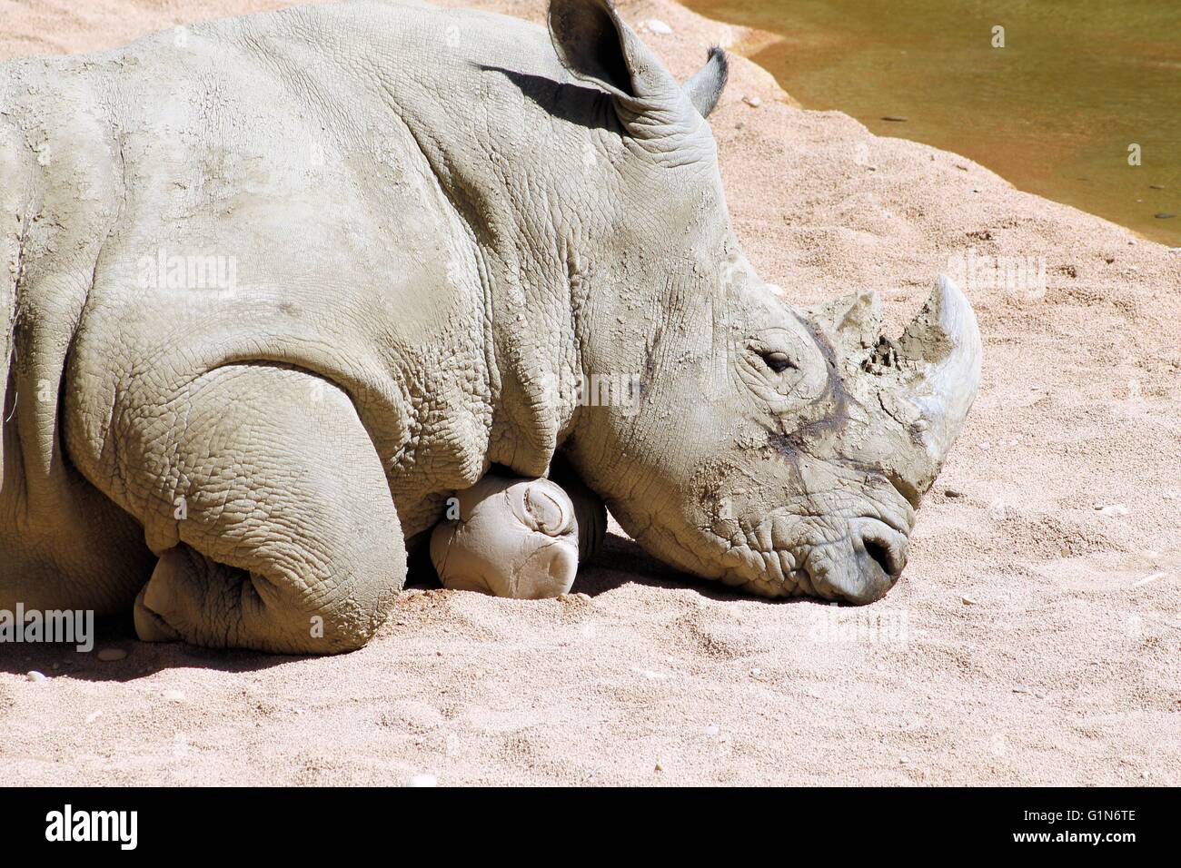 African rhinoceros hi-res stock photography and images - Alamy