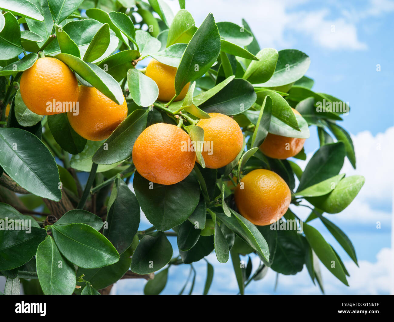 Tangerine Tree Ripe Ripe tangerine fruits on the tree. Blue sky background Stock Photo - Alamy