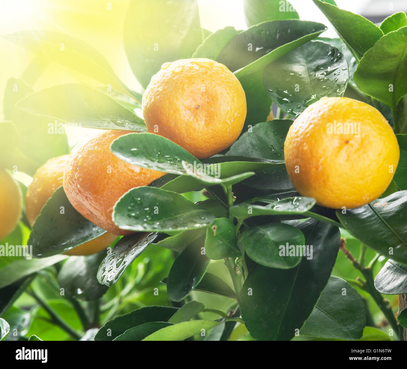 Tangerine Tree Ripe Ripe tangerine fruits on the tree in the sunlight. Blue sky background ...