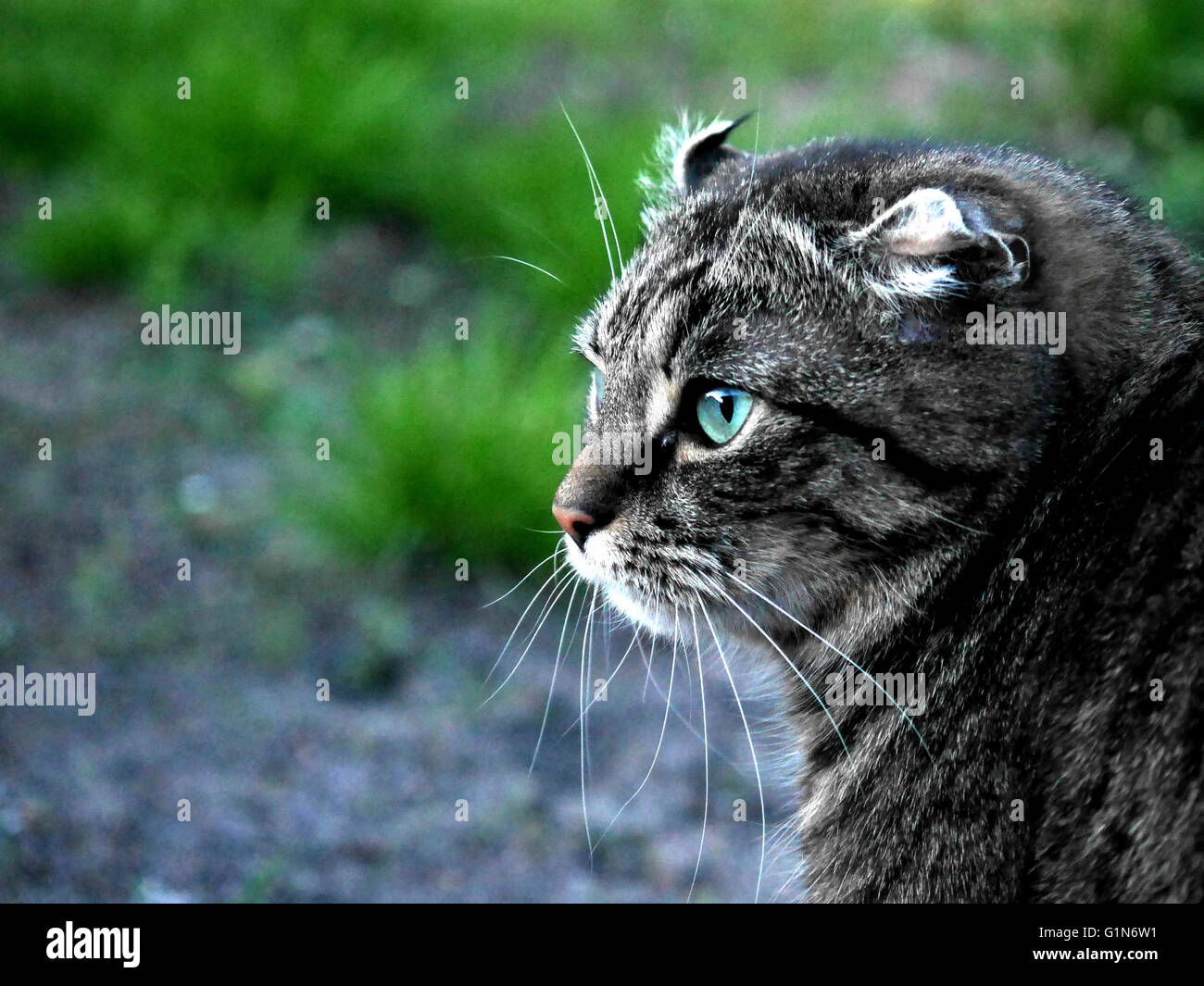 Cat hunting outdoors Stock Photo