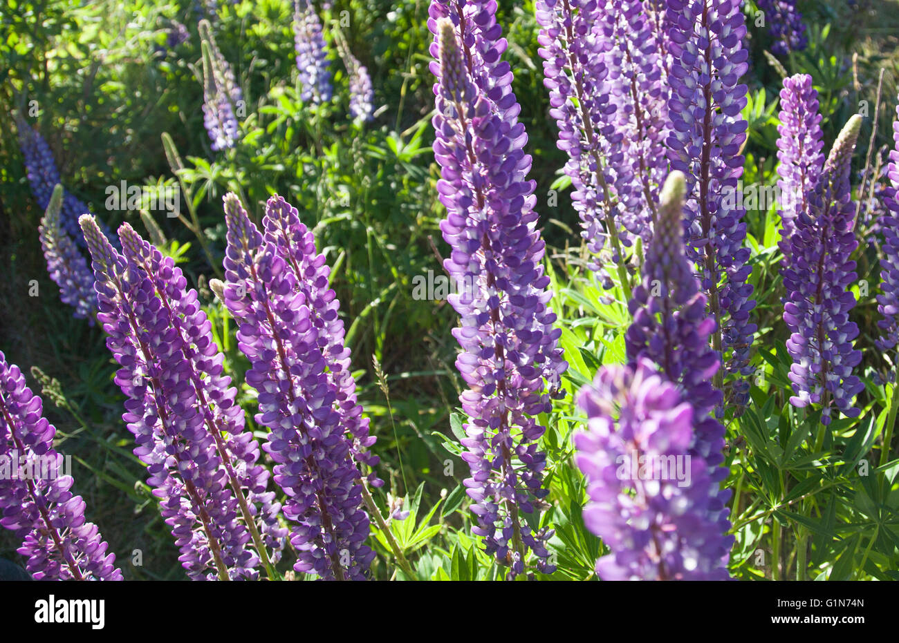 Russell Lupin flowers in New Zealand Stock Photo Alamy