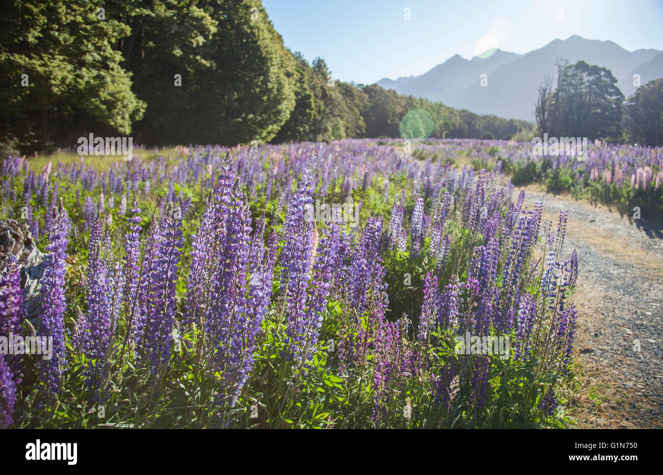 Russell Lupin flowers in New Zealand Stock Photo Alamy