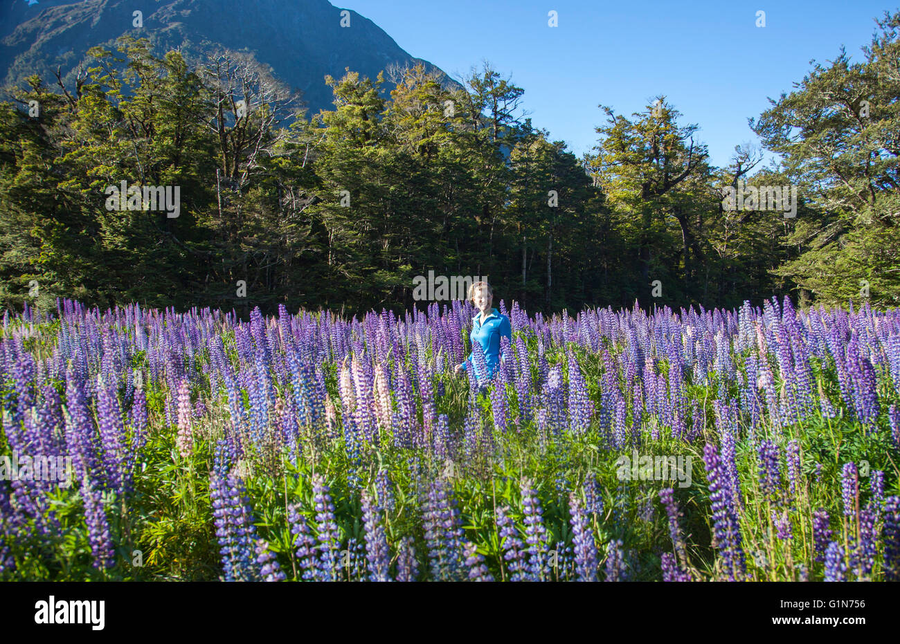 Russell Lupin flowers in New Zealand Stock Photo Alamy