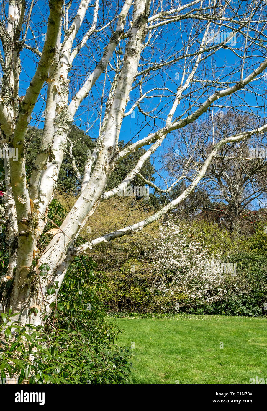 Silver Birch tree ( betula pendula ) during early spring Stock Photo
