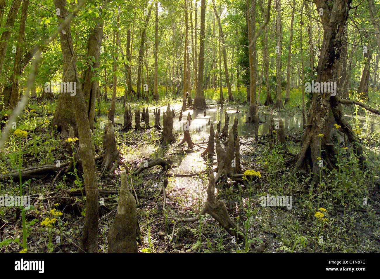 Cypress knees, Silver River State Park, FL Stock Photo