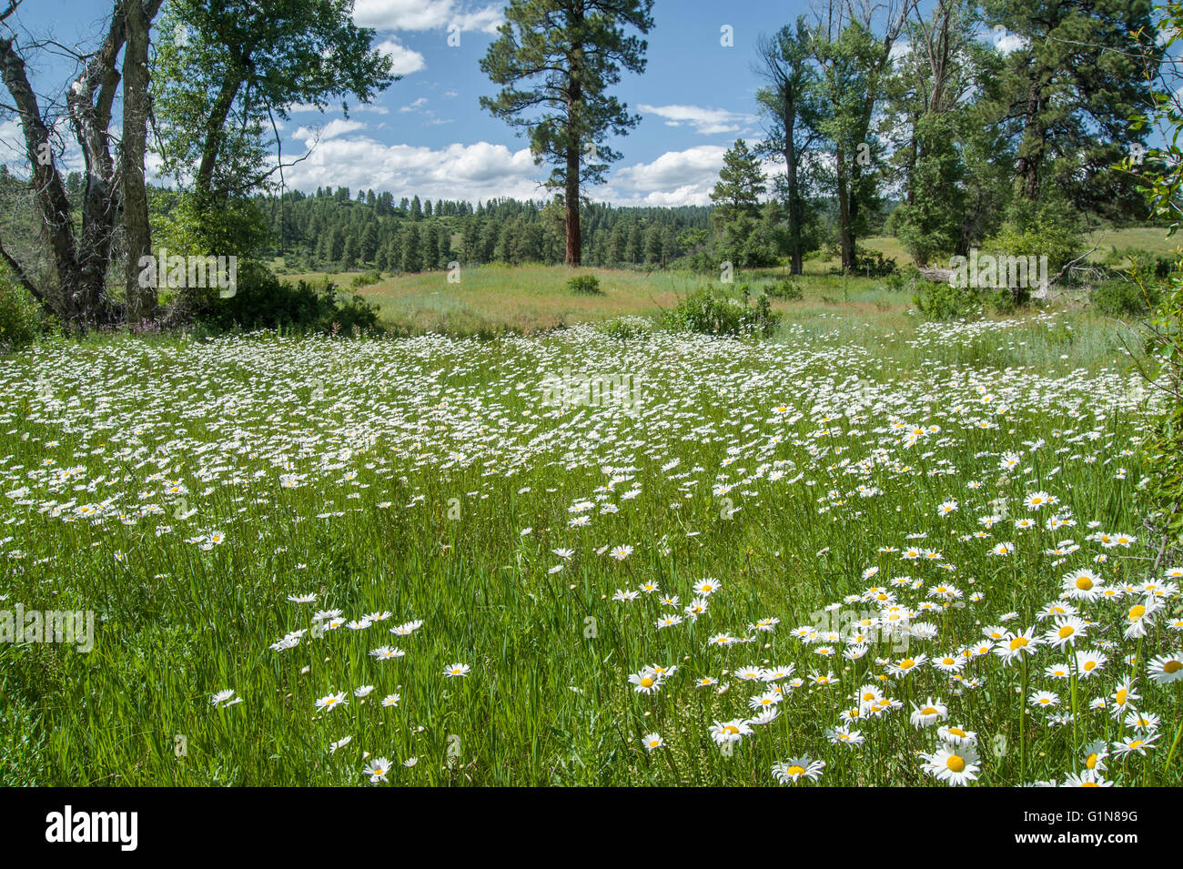 Ox Eye Daisies in alpine meadow, Colorado Stock Photo