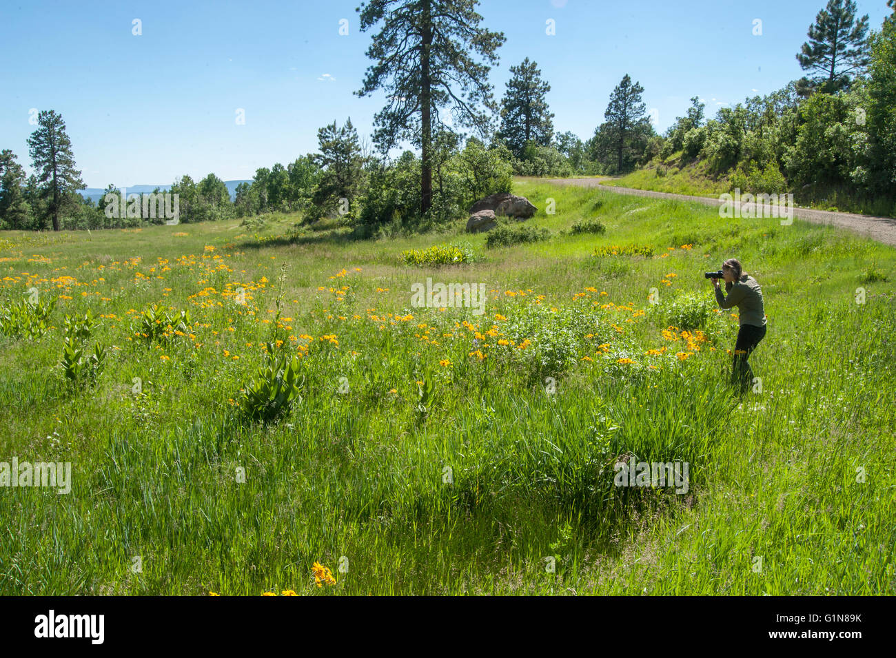 Woman photographer in scenic alpine meadow near Pagosa Springs, CO. USA Stock Photo