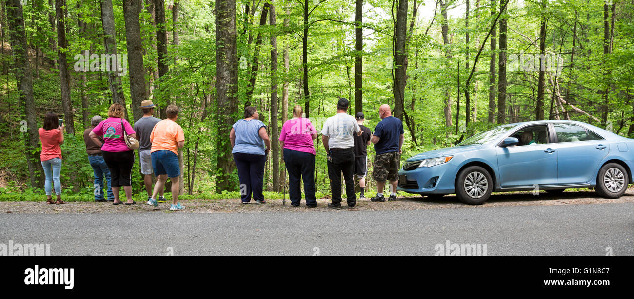 Great Smoky Mountains National Park, Tennessee - Tourists stop along a park road to view a black bear and her cubs. Stock Photo