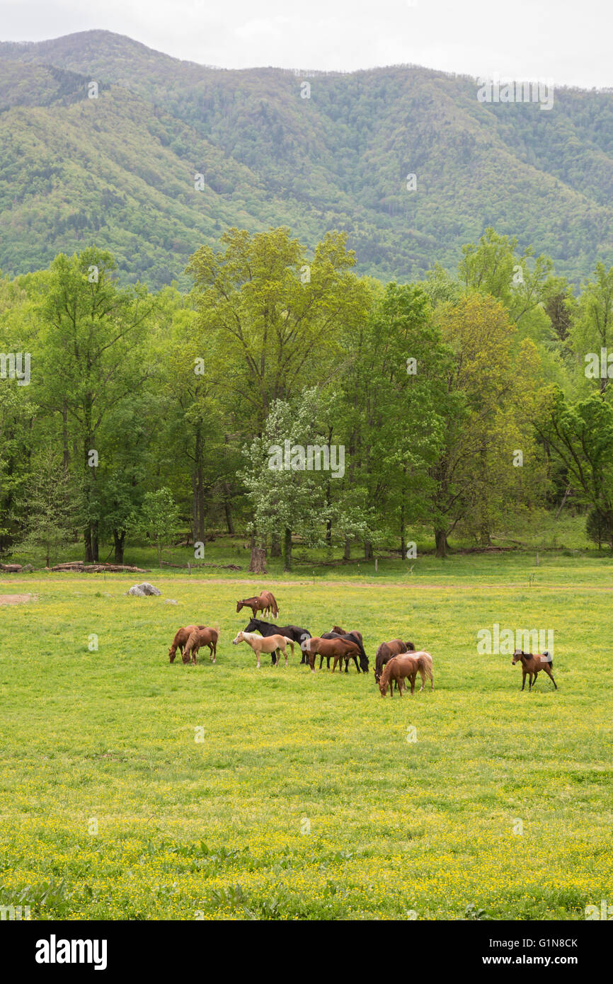 Great Smoky Mountains National Park, Tennessee - Horses graze in Cades Cove. Stock Photo