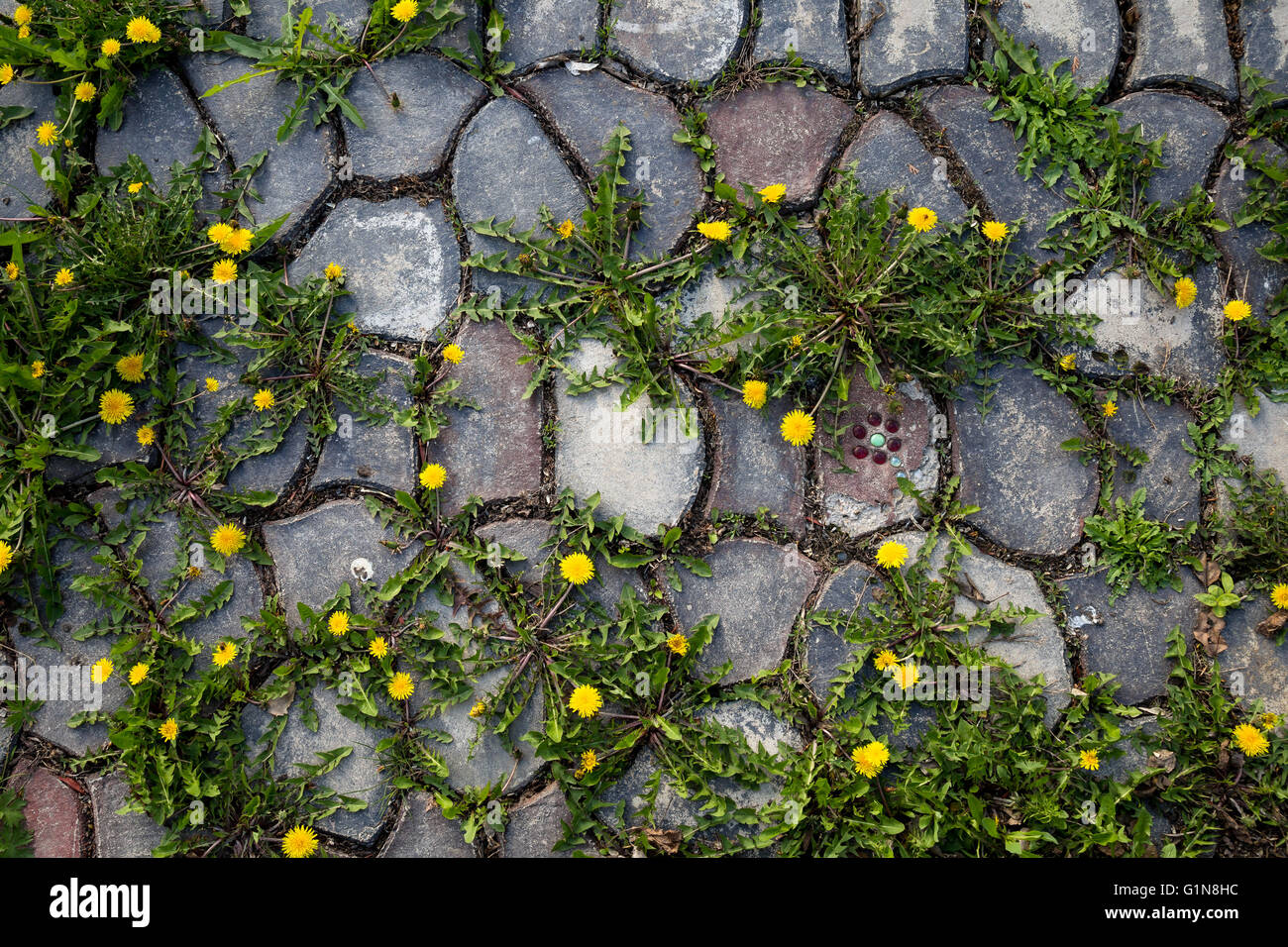 Dandelion patch growing in the cracks between patio stones Stock Photo