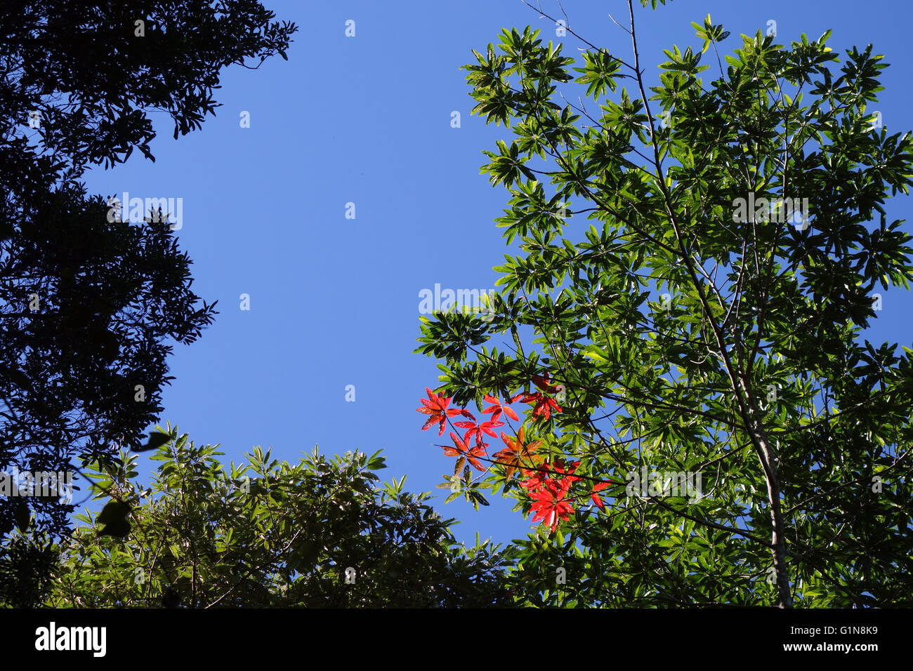 Old leaves of quandong  (Elaeocarpus sp.) in rainforest canopy turn red, Kondalilla National Park, Queensland, Australia Stock Photo
