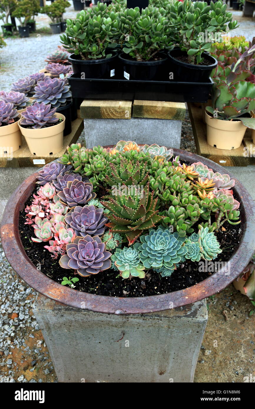 plant large pots Timolos Planter